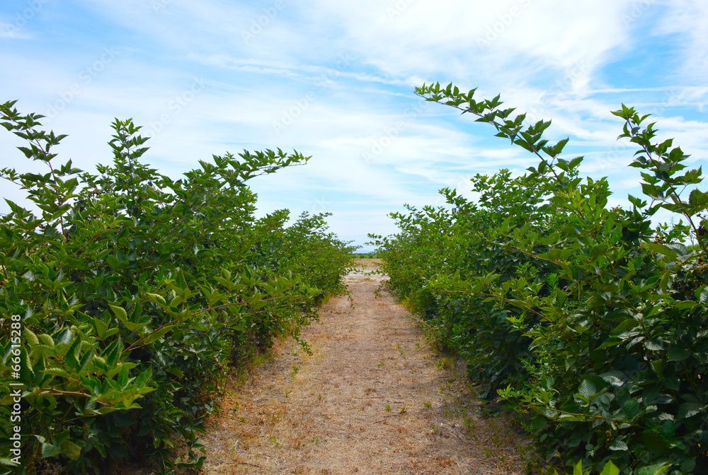 Naklejka premium Blackberry plant.