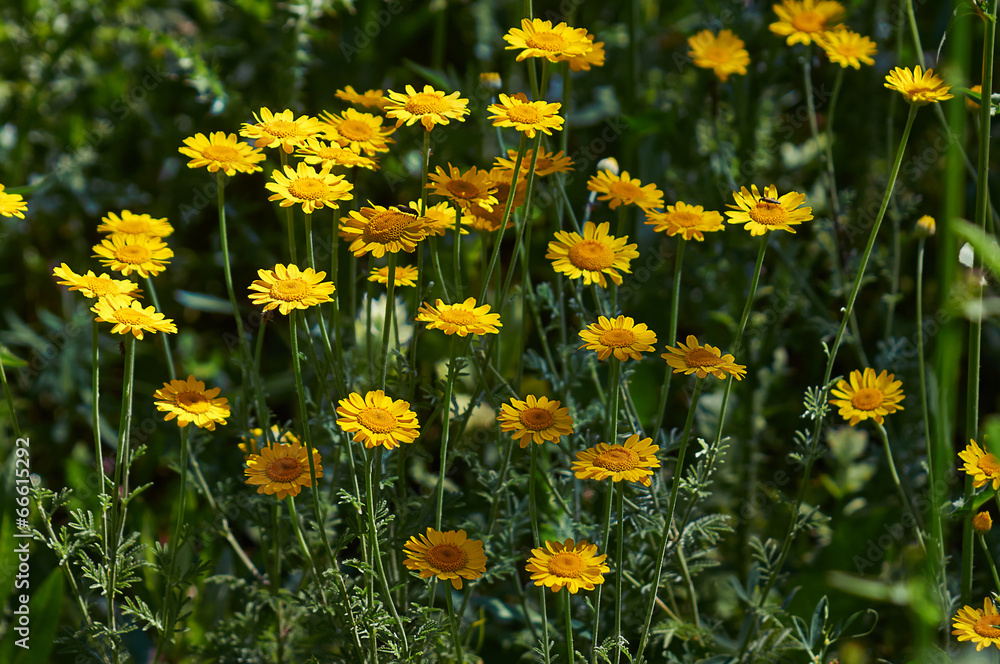 Fototapeta premium Anihemis tinctoria. Chamomile flowers.