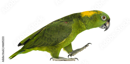 Yellow-naped parrot (6 years old) walking, isolated on white