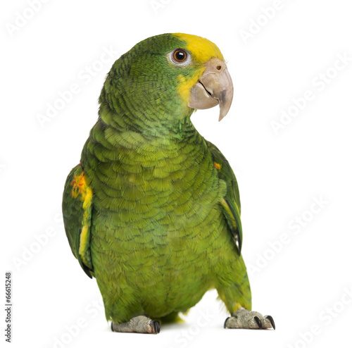 Yellow-headed Amazon (6 months old), isolated on white