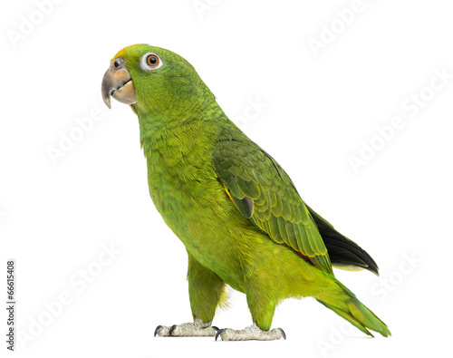 Panama Yellow-headed Amazon (5 months old) isolated on white © Eric Isselée