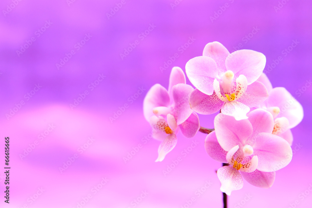 Obraz premium Orchideenzweig