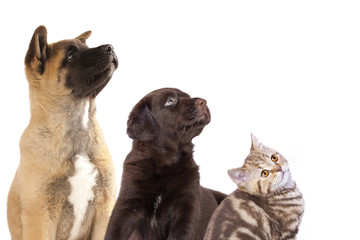 Cat and dog, group of dogs and kitten  looking up