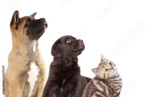 Fototapeta Naklejka Na Ścianę i Meble -  Cat and dog, group of dogs and kitten  looking up