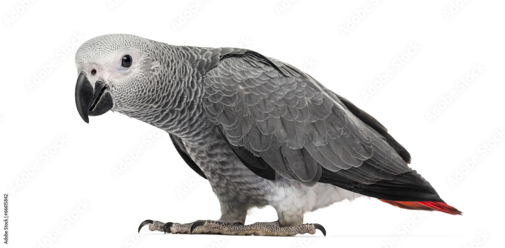 Fototapeta premium African Grey Parrot (3 months old) isolated on white