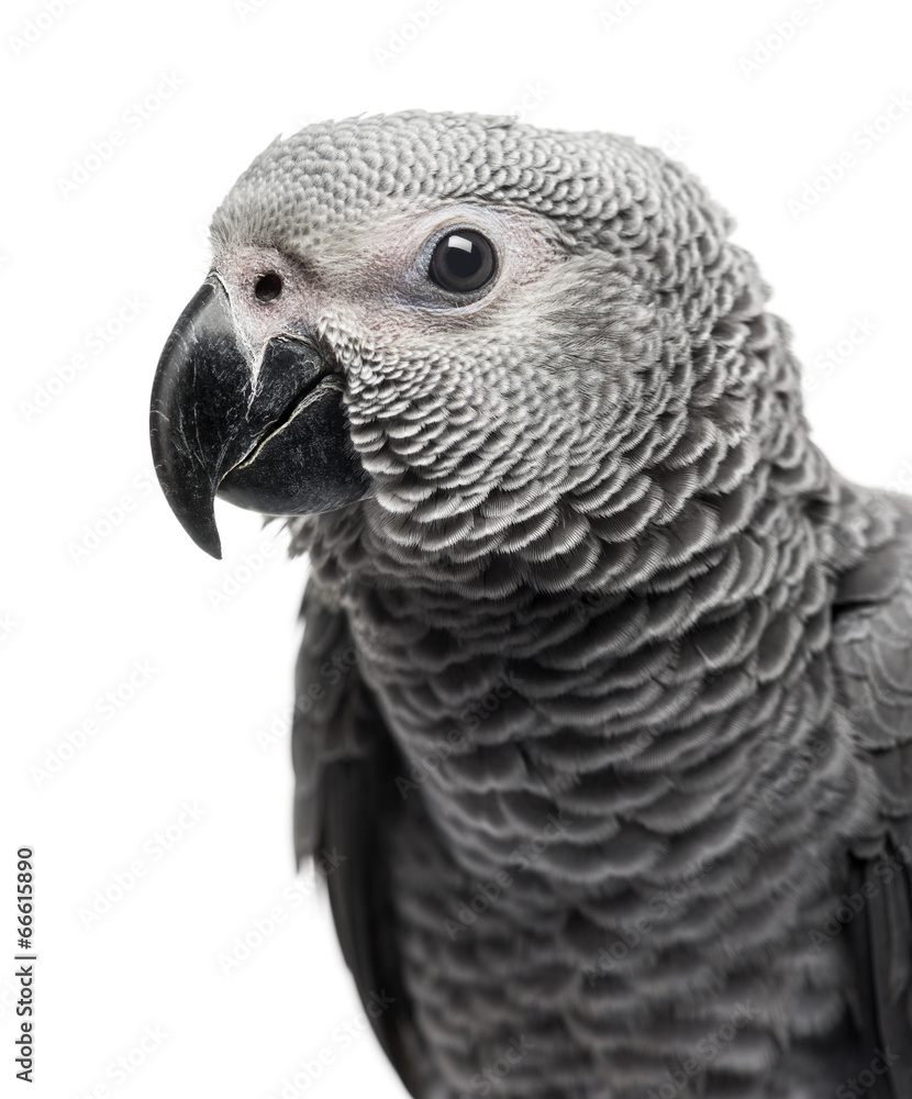 Obraz premium Close-up of a African Grey Parrot (3 months old) isolated on whi