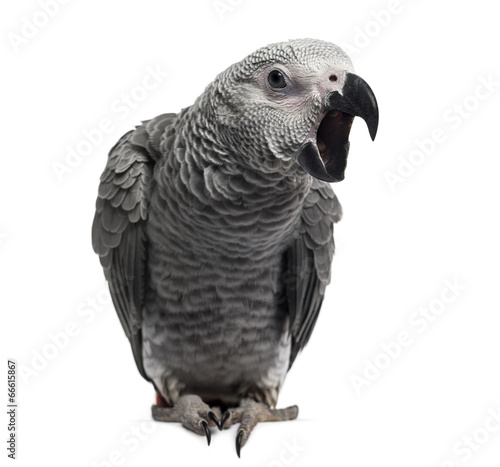 African Grey Parrot (3 months old) isolated on white