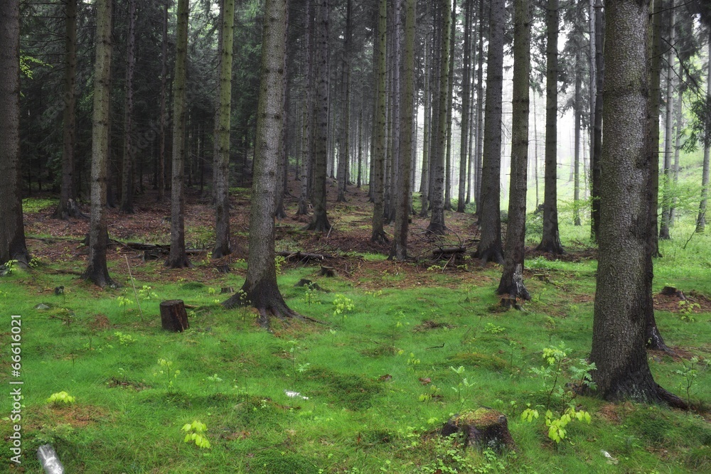 Obraz premium vintage photo of foggy forest