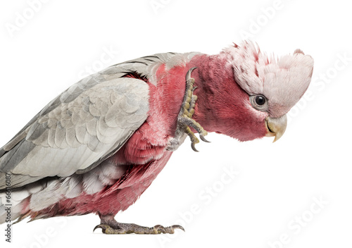 Rose-breasted Cockatoo (2 years old) isolated on white © Eric Isselée