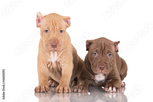 two pit bull puppies with cut ears