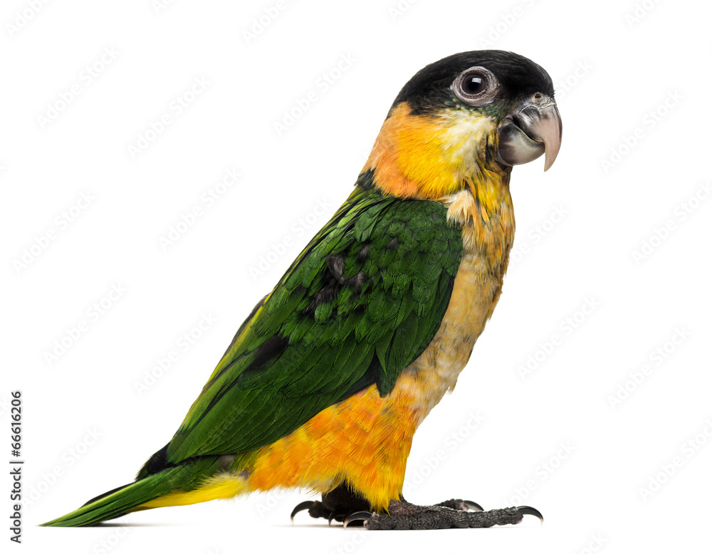 Fototapeta premium Young Black-capped Parrot (10 weeks old) isolated on white