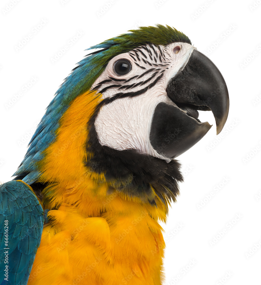 Fototapeta premium Close-up of a Blue-and-yellow Macaw (14 weeks old) isloated on w