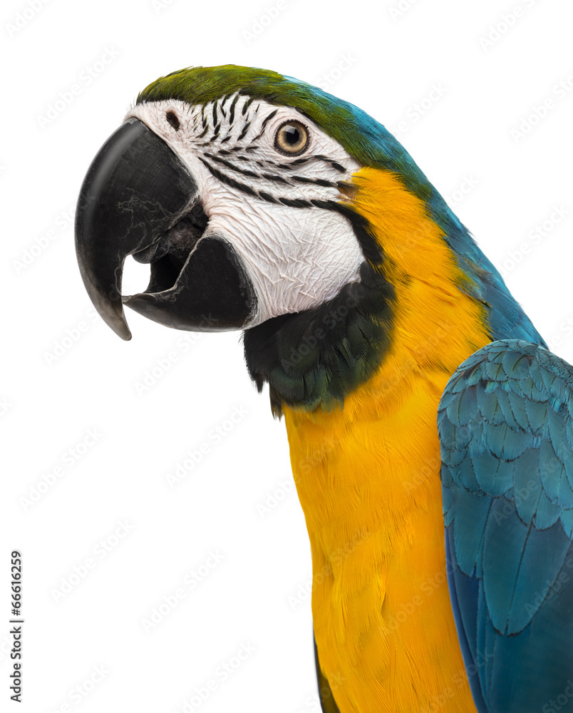 Close-up of a Blue-and-yellow Macaw (14 weeks old) isloated on w