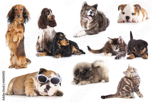 group of dogs and Cat   set