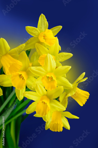 Fototapeta Naklejka Na Ścianę i Meble -  Osterglocken, h.