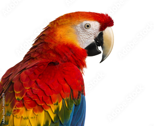 Close-up of a Scarlet Macaw (4 years old) isolated on white © Eric Isselée
