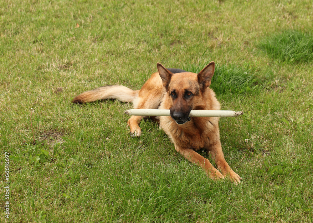 Shepherd breed dog plays on green grass with a wooden stick Shepherd breed dog plays on green grass with a wooden stick