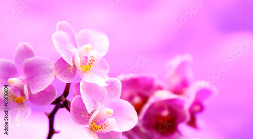 Mini Orchideen