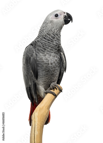 African Grey Parrot (3 months old) perched on a branch