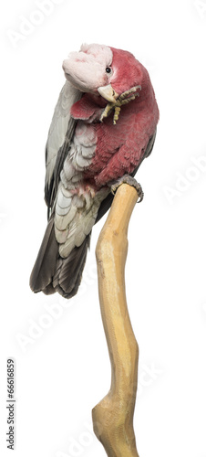 Fototapeta Naklejka Na Ścianę i Meble -  Rose-breasted Cockatoo (2 years old) perched on a branch
