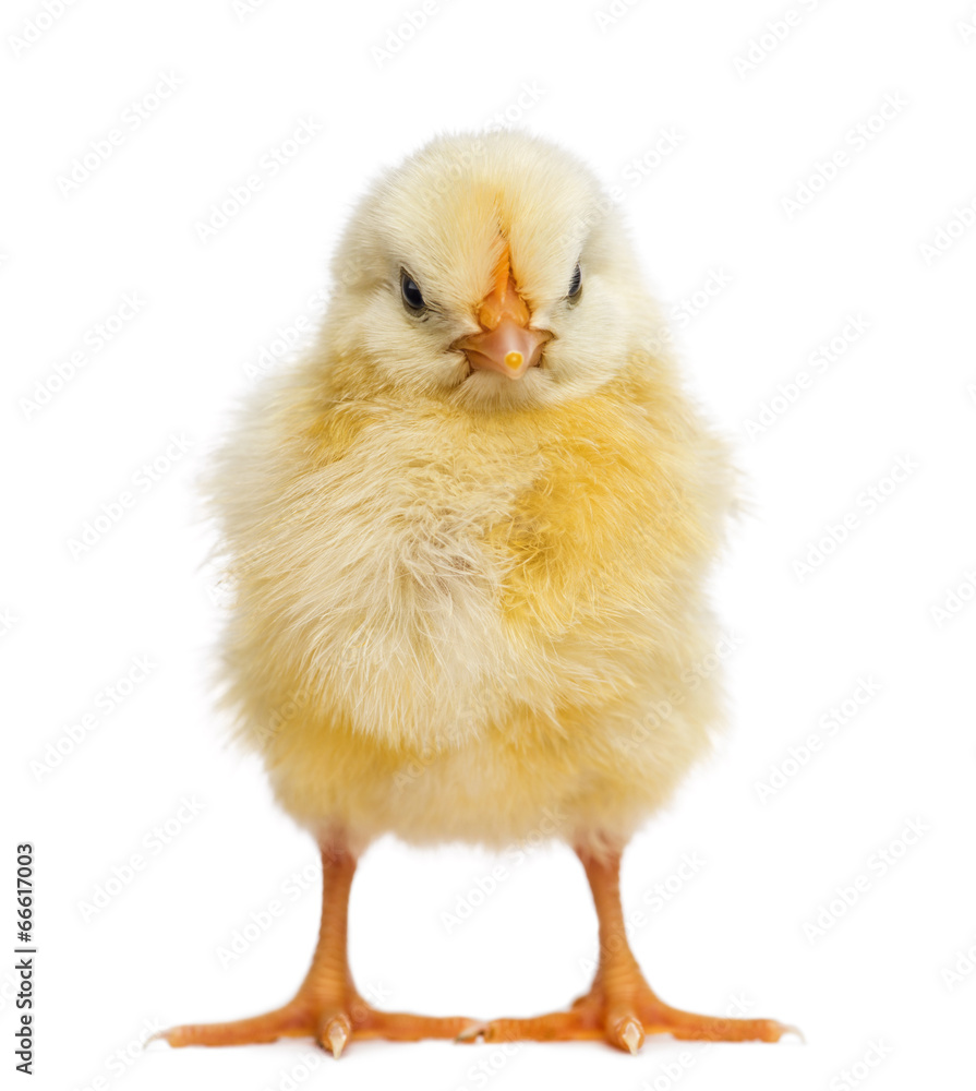 Obraz premium Chick 2 days old