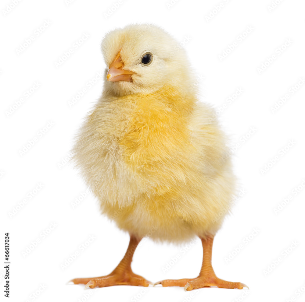 Obraz premium Chick 2 days old, isolated on white