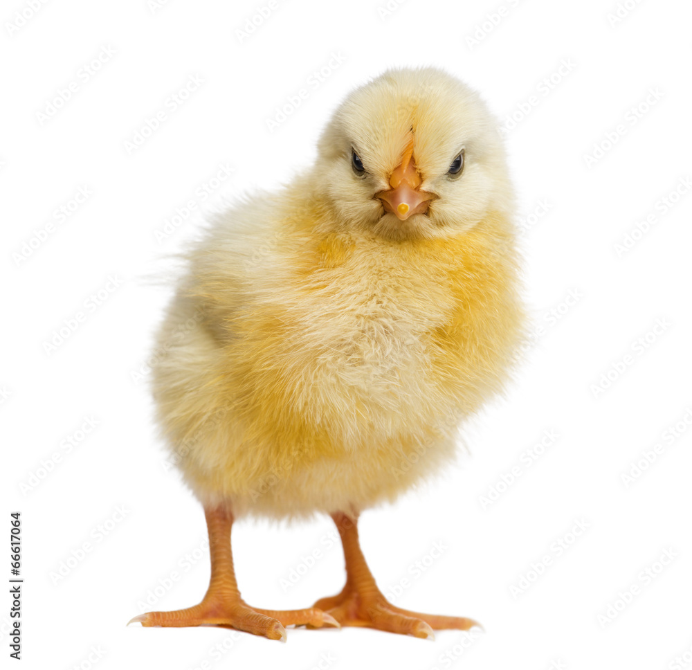 Chick 2 days old, isolated on white Chick 2 days old, isolated on white