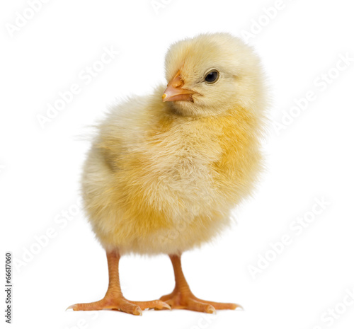Chick 2 days old, isolated on white
