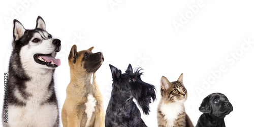 Cat and dog, group of dogs and kitten  looking up