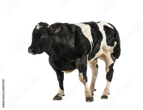Belgian blue bull (16 months old), isolated on white