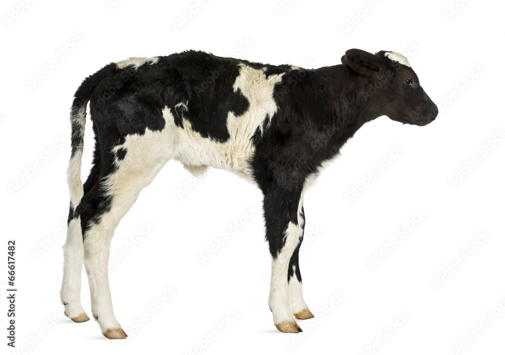 Belgian blue calf