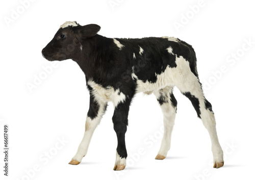 Print op canvas Belgian blue calf isolated on white