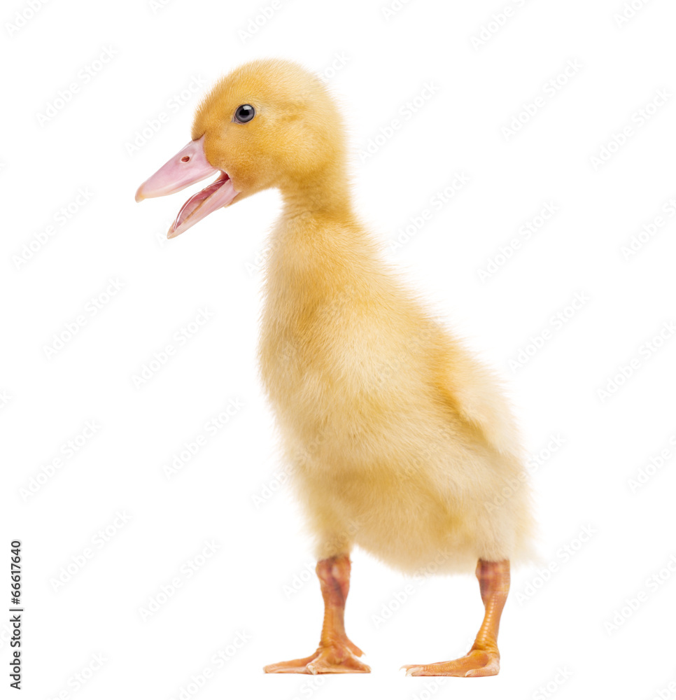 Duckling (7 days old) quacking, isolated on white Duckling (7 days old) quacking, isolated on white