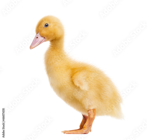 Duckling  7 days old  isolated on white