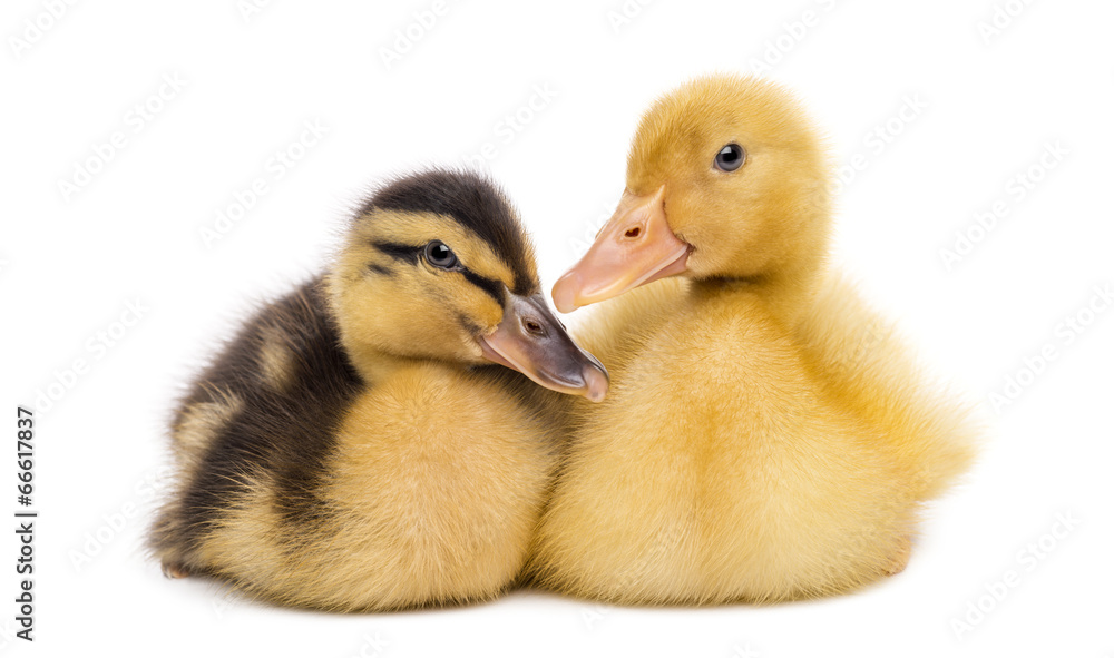 Two Ducklings (7 days old) isolated on white Two Ducklings (7 days old) isolated on white