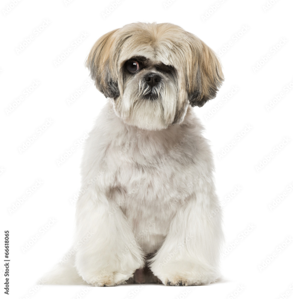 Shih Tzu (6 years old) Shih Tzu (6 years old)