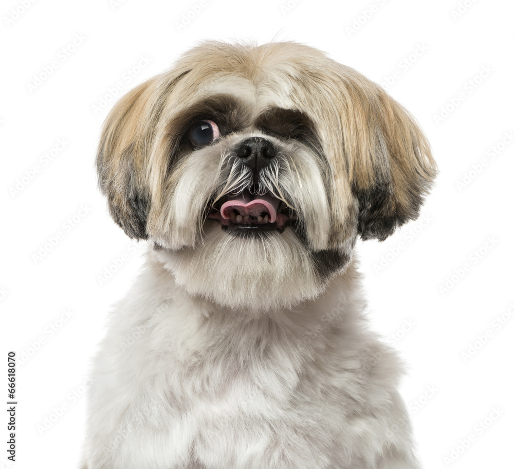 Close-up of a Shih Tzu (6 years old) Close-up of a Shih Tzu (6 years old)