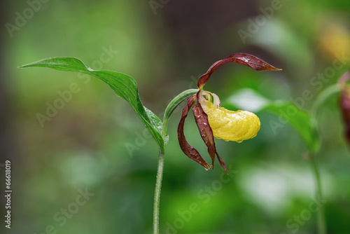 Ladys Slipper orchid (Cypri...