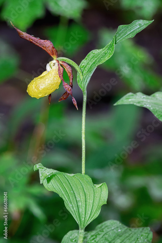 Lady's Slipper orchid in ea...