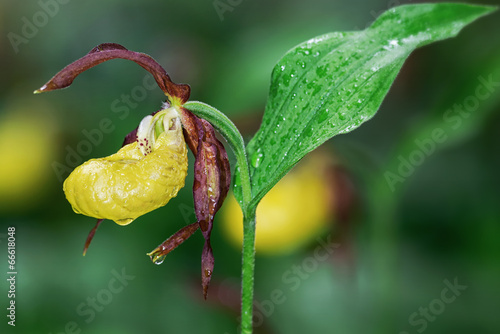 Lady's Slipper orchid from ...