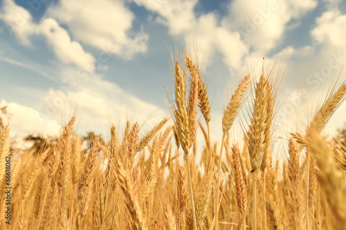 Wheat field on a sunny day