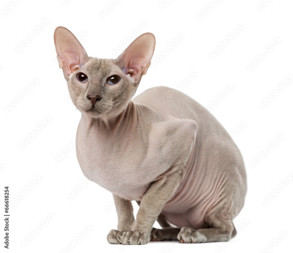 Peterbald (15 months old)