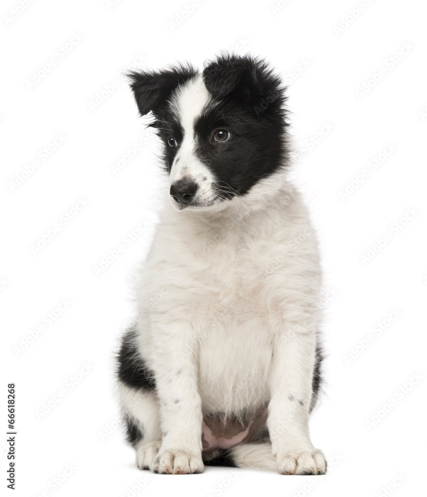 Obraz premium Border Collie puppy (10 weeks old)
