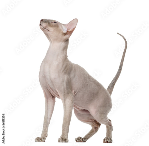 Peterbald  15 months old 