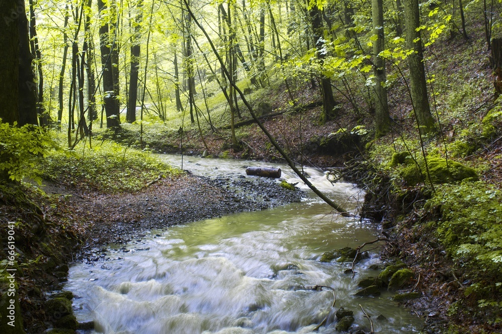 spring forest creek spring forest creek