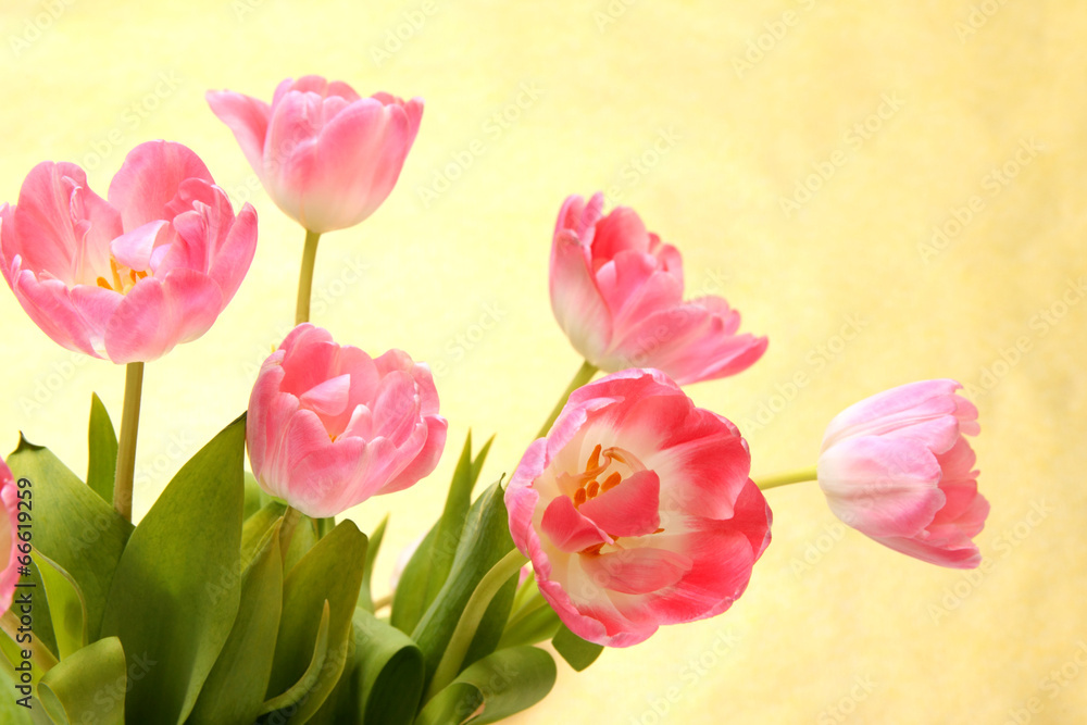 Fototapeta premium Hintergrund mit Tulpen