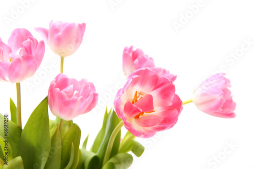 Fototapeta Naklejka Na Ścianę i Meble -  Rosa Tulpen