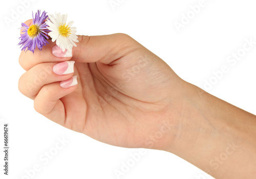 chrysanthemum with woman's hands on white background