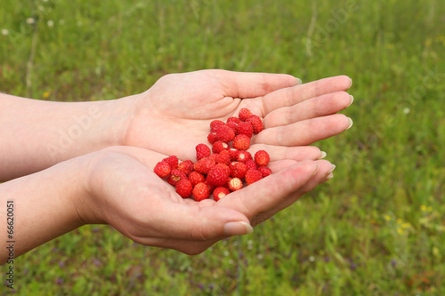 Berries in hands