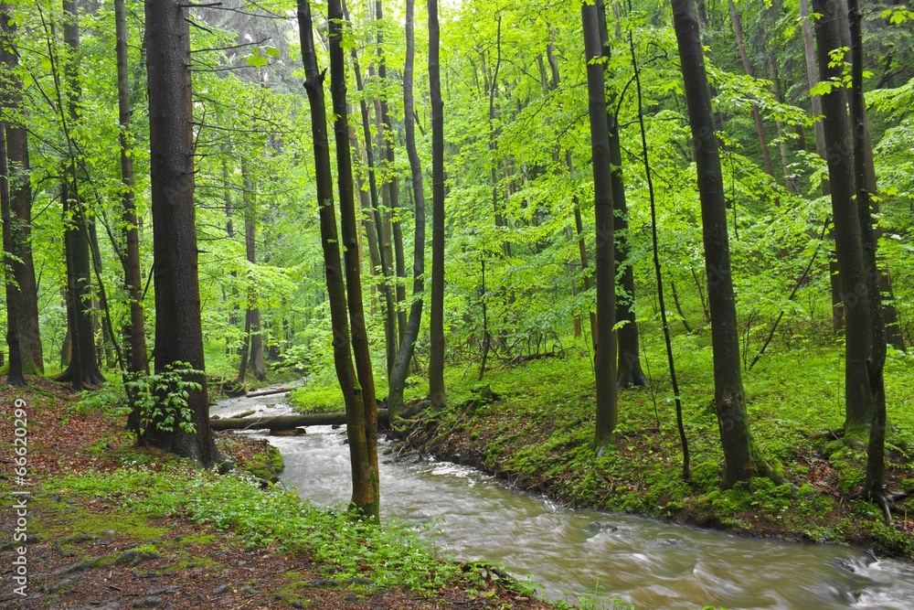 Obraz premium spring forest creek